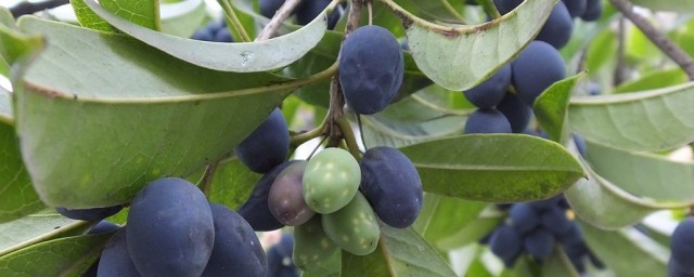 桂花果可以吃吗(桂花果果可以吃吗)