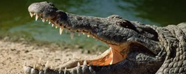 鳄鱼是什么类别(鳄鱼有几种分别是什么)