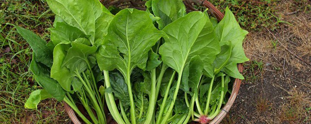 焯过水菠菜过夜能不能吃(清水煮过的菠菜过夜能吃吗)