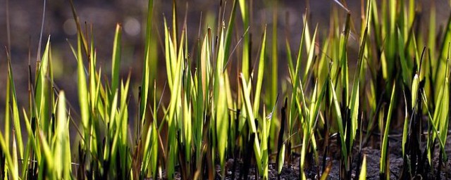 野火烧不尽的出处(野火烧不尽的意思)