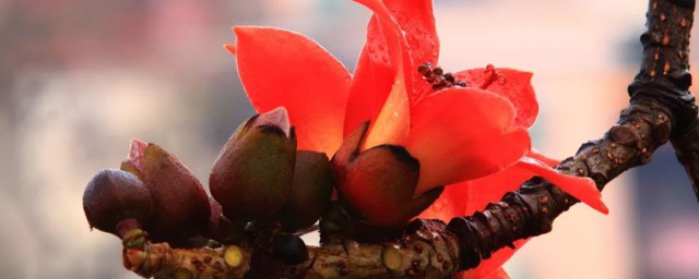 木棉花可以吃吗(木棉花可以吃吗怎么吃)