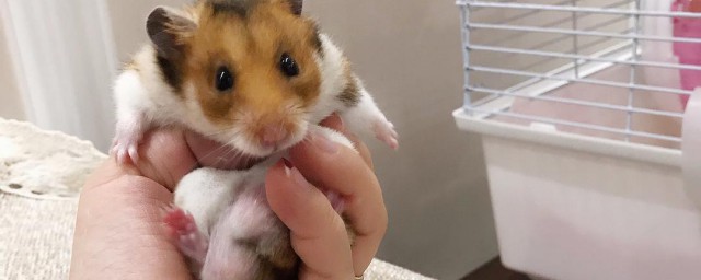 养金丝熊有什么危害(养金丝熊麻烦吗)