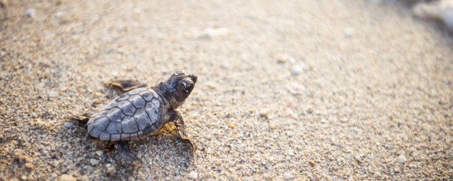 乌龟的眼睛像鱼那鼓鼓怎么处理(乌龟的眼睛鼓鼓的是怎么回事?)