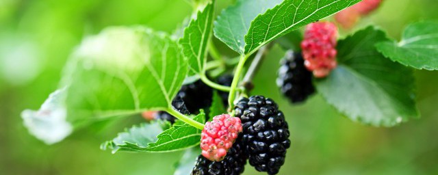 桑葚干怎么泡酒(桑葚干怎么泡酒最好)