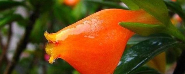 金鱼花的养殖方法及注意事项(金鱼花怎么养 花卉养殖方法)