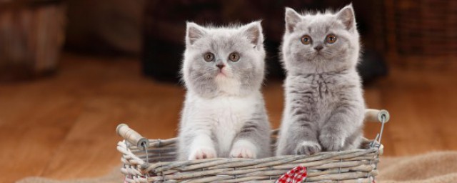 小奶猫吃什么食物(刚出生小奶猫吃什么食物)