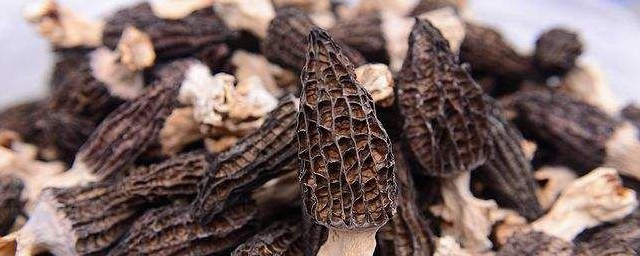 羊肚菌的功效与作用吃法简单介绍(羊肚菌的食用功效)