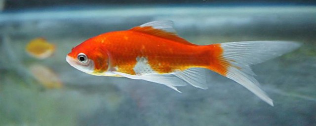 金鱼掉鳞的原因分析(金鱼总掉鳞片是什么原因)