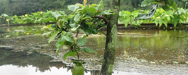 金弹子树的介绍(金弹子树到底是什么树)