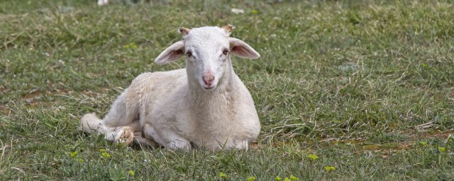 孕妇梦到羊意思是什么(孕妇梦见羊)