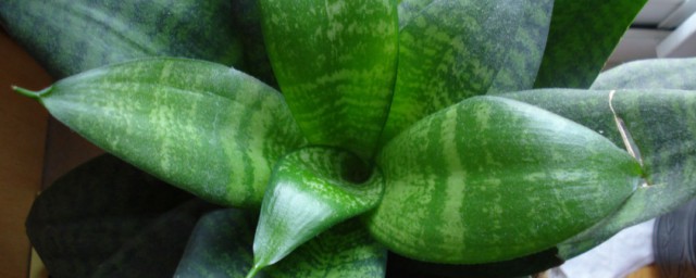 虎皮兰可以放室内吗(虎皮兰可以放在室内吗?)