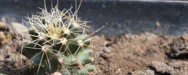 仙人球是不是有毒(仙人球开花有没有毒)