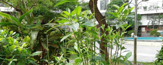 南非叶的危害分享(南非叶有什么作用)