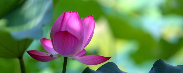 红莲的解释(红莲有什么含义是什么)