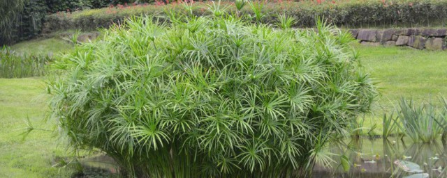 水竹如何养才长得好(水培竹怎么养才长得好)