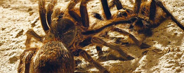 蜘蛛属于益虫吗(蜘蛛是益虫吗,为什么)