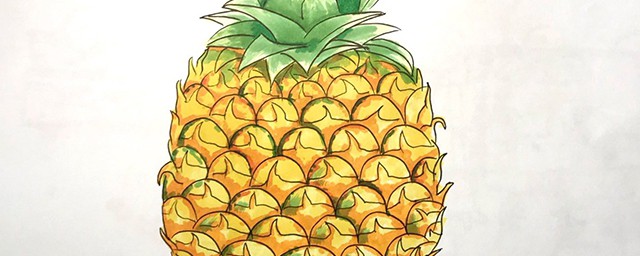 菠萝简笔画教程(菠萝怎么画简笔)
