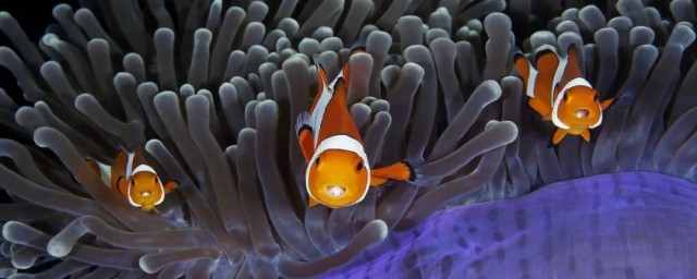 什么是鱼虱(虱目鱼是什么鱼)