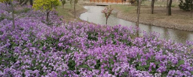 二月兰能不能吃(二月兰什么人不能吃)