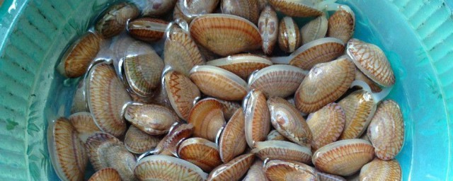 清洗花甲螺的四种方法(花甲螺的做法与步骤)