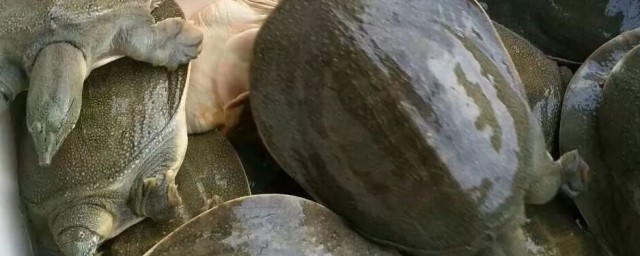 怎么宰杀甲鱼(大厨教你如何宰杀甲鱼!满满的小技巧!)