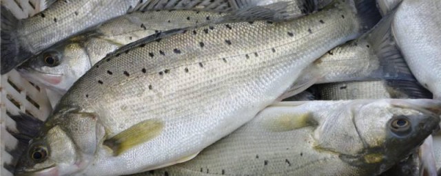 鲈鱼是否属于海鲜(鲈鱼属不属于海鲜)