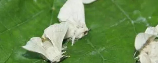 蚕变飞蛾后如何解决(蚕虫变飞蛾后怎么处理)