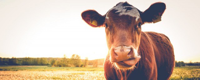 对牛弹琴告诉我们一个什么道理(对牛弹琴说明的道理)