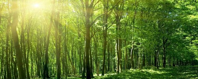 森的组词(拉的组词)