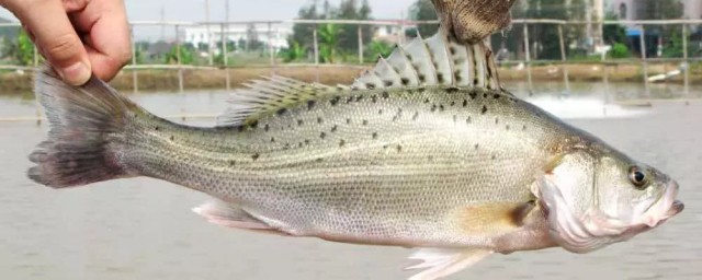 鲈鱼有没有刺(鲈鱼有没有刺儿)