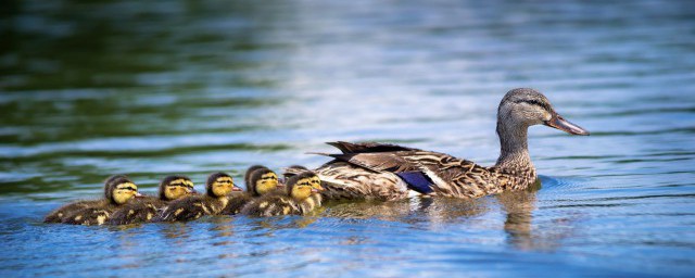 鸭如何组词(鸭字怎么组词)