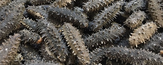 海参干要怎样泡发(请问干海参怎样泡发)