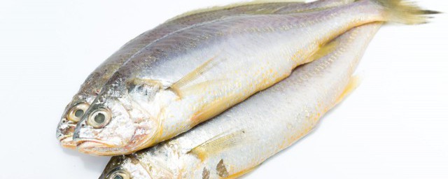 关于鱼皮的介绍(鱼皮有什么作用)