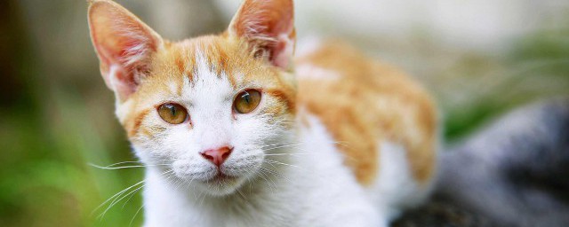 猫咪近亲可不可以繁殖(猫咪近亲能繁殖吗)