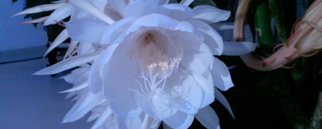 昙花有几种吃法？(昙花有什么作用)