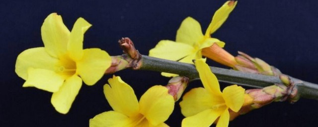 迎春花有些什么颜色(迎春花一般都是什么颜色的)