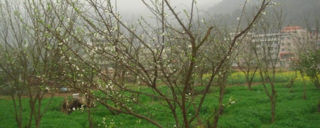 稀疏的含义(稀疏的意思?)