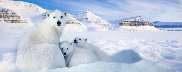 南极和北极的区别有哪些(南极和北极有什么不同?)
