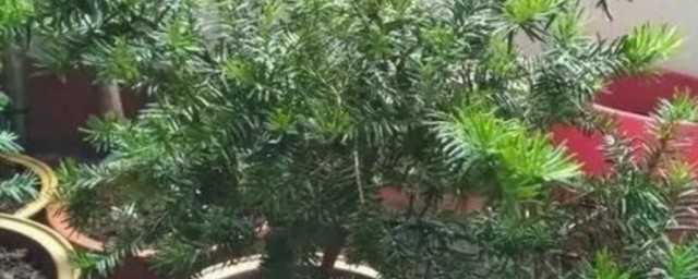 家里红豆杉的风水禁忌有哪些(红豆杉能在家养与风水)