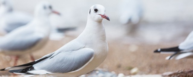 家里来鸽子的预兆(鸽子飞来家里有什么预兆)