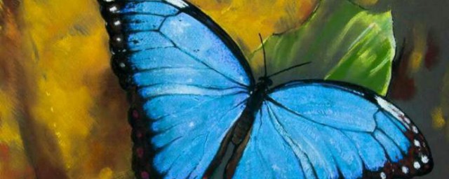 蝴蝶是不是动物(蝴蝶是不是动物一类)
