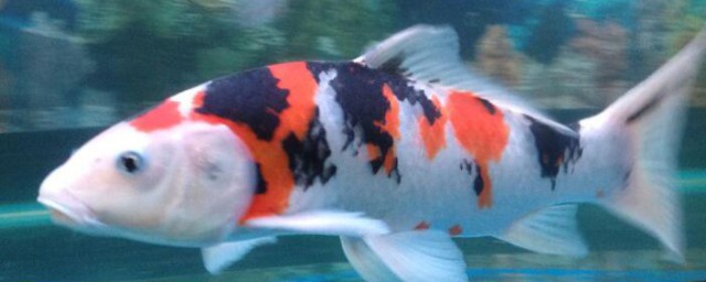 锦鲤养多少条(锦鲤养多少条好)