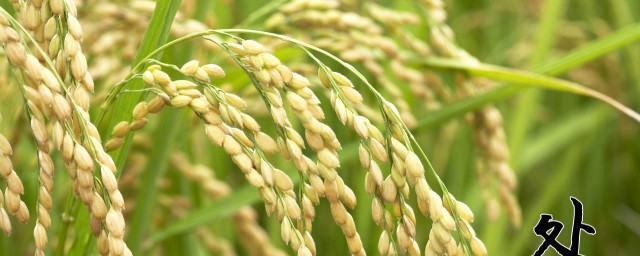 处暑的饮食习惯(处暑养生怎么注重饮食调养)