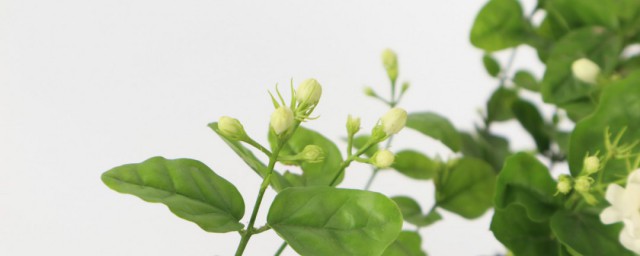 茉莉花能放在室内吗(茉莉花能否放在室内)