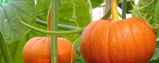 南瓜和窝瓜的区别(南瓜和倭瓜的区别营养)