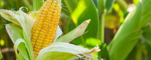 如何做玉米饽饽(玉米饽饽怎么做又软又香)