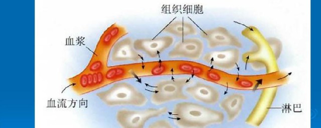 组织细胞介绍(细胞组成组织)