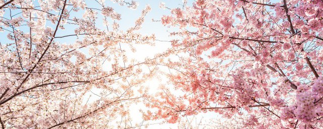 樱花有没有果实吗(樱花可以结果实吗)