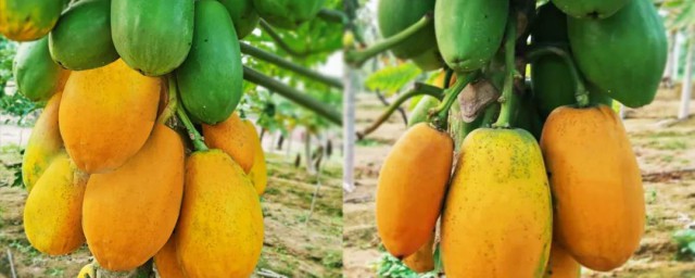 木瓜没熟可不可以吃(没熟的木瓜可以吃吗)