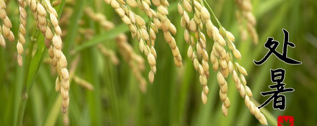 处暑节气养生方法(处暑节气中医养生)